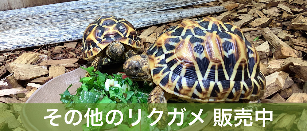 リクガメの仲間 販売中