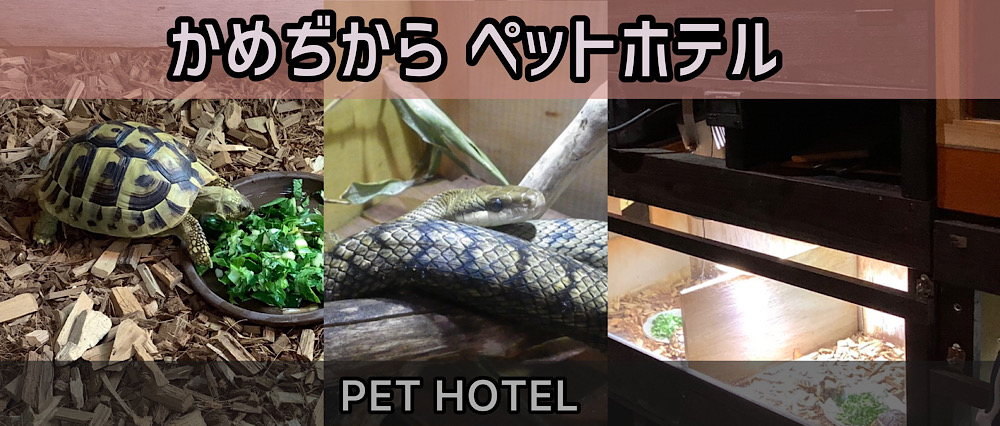 カメ、爬虫類のペットホテル