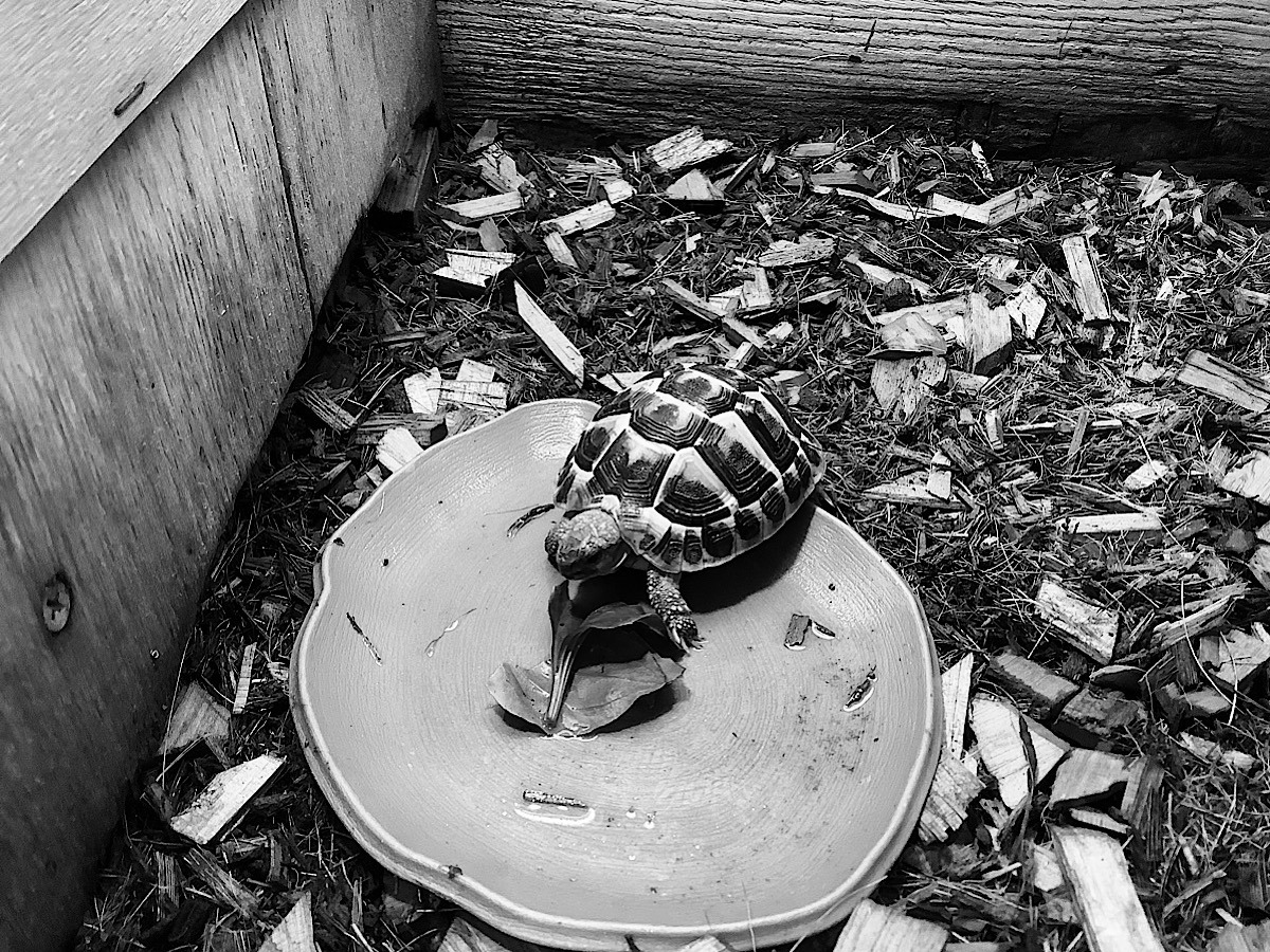 アプレンジンの投与量