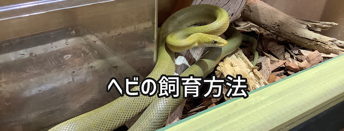 ヘビの飼育方法