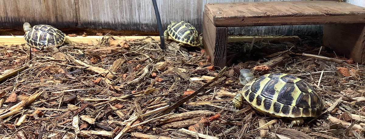 かめぢから飼育セットの力土セットのオプションについて