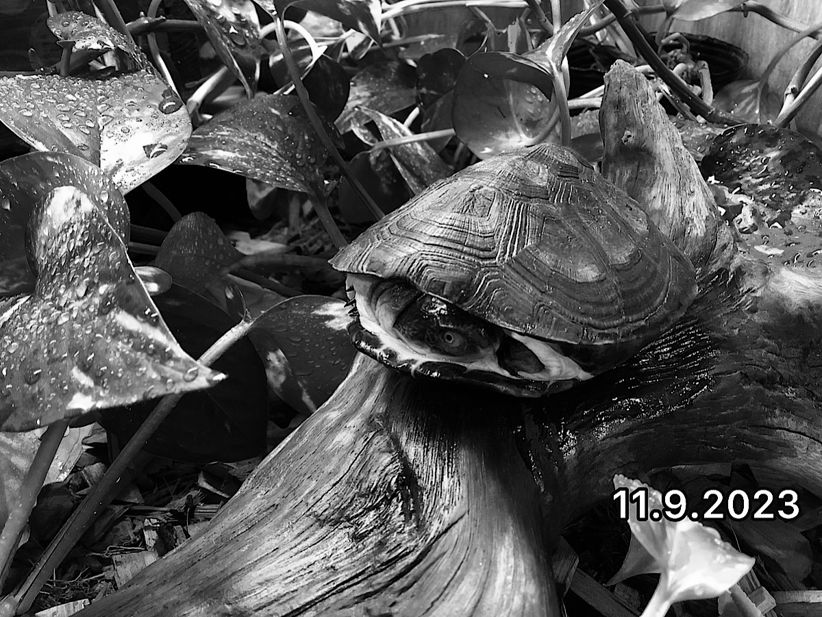 クヴィビクと過剰摂取