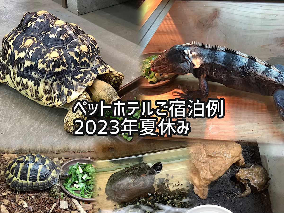 かめぢからペットホテル2023年夏休み