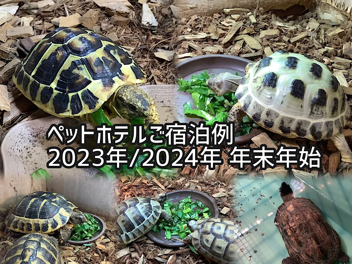 かめぢからペットホテル2023年-2024年 年末年始