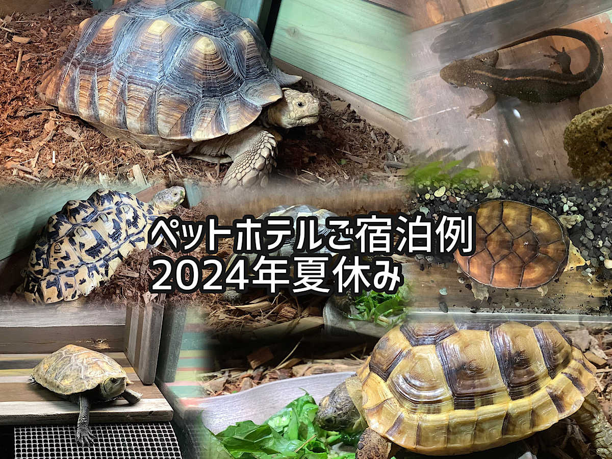 かめぢからペットホテル2024年夏休み