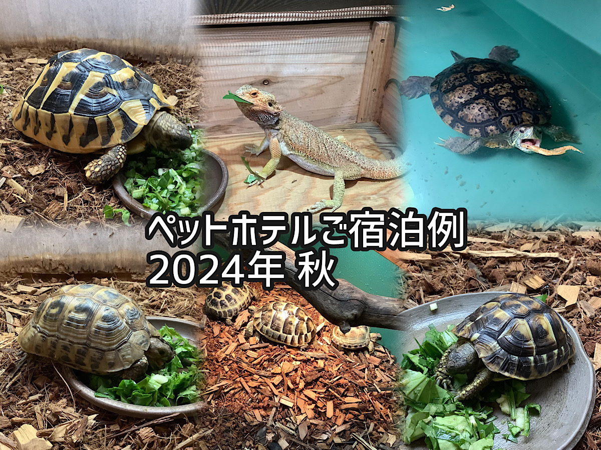 かめぢからペットホテル2024年 秋