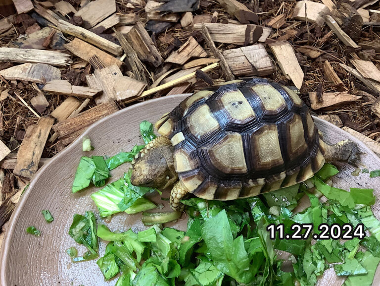 新入荷順の生体在庫 完全予約制 かめぢから