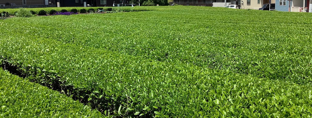 お茶刈の季節がやってきました。