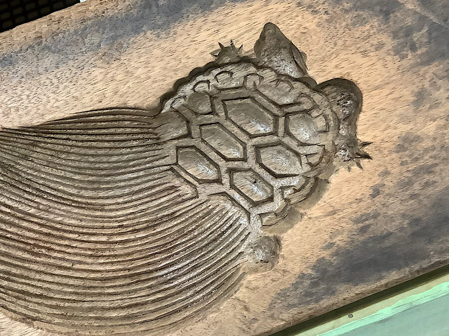 かめぢから