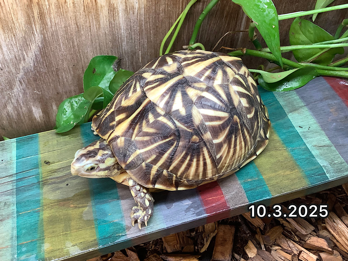 NEW フロリダハコガメEUCB2023 オックロッコニー