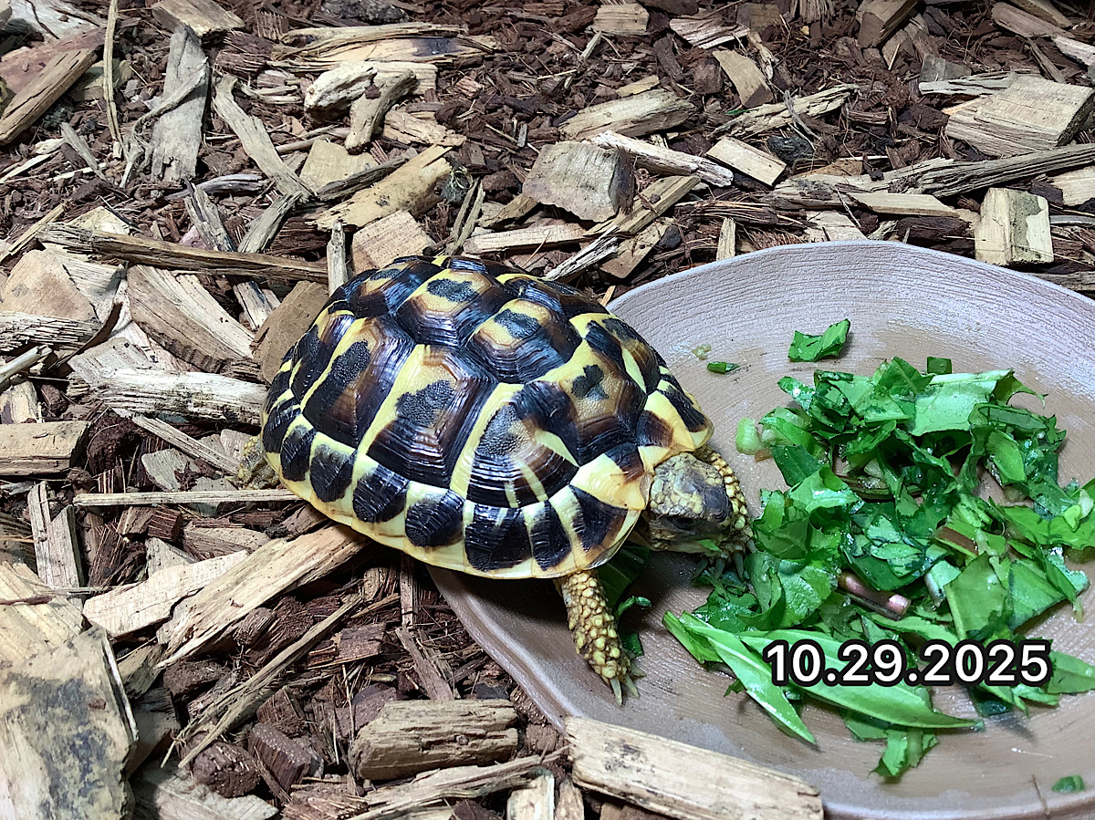 再UP ニシヘルマンリクガメEUCB2024 コルシカ産 シオルナ