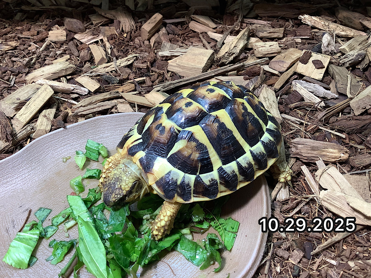 再UP ニシヘルマンリクガメEUCB2024 コルシカ産 テュヴァレリ