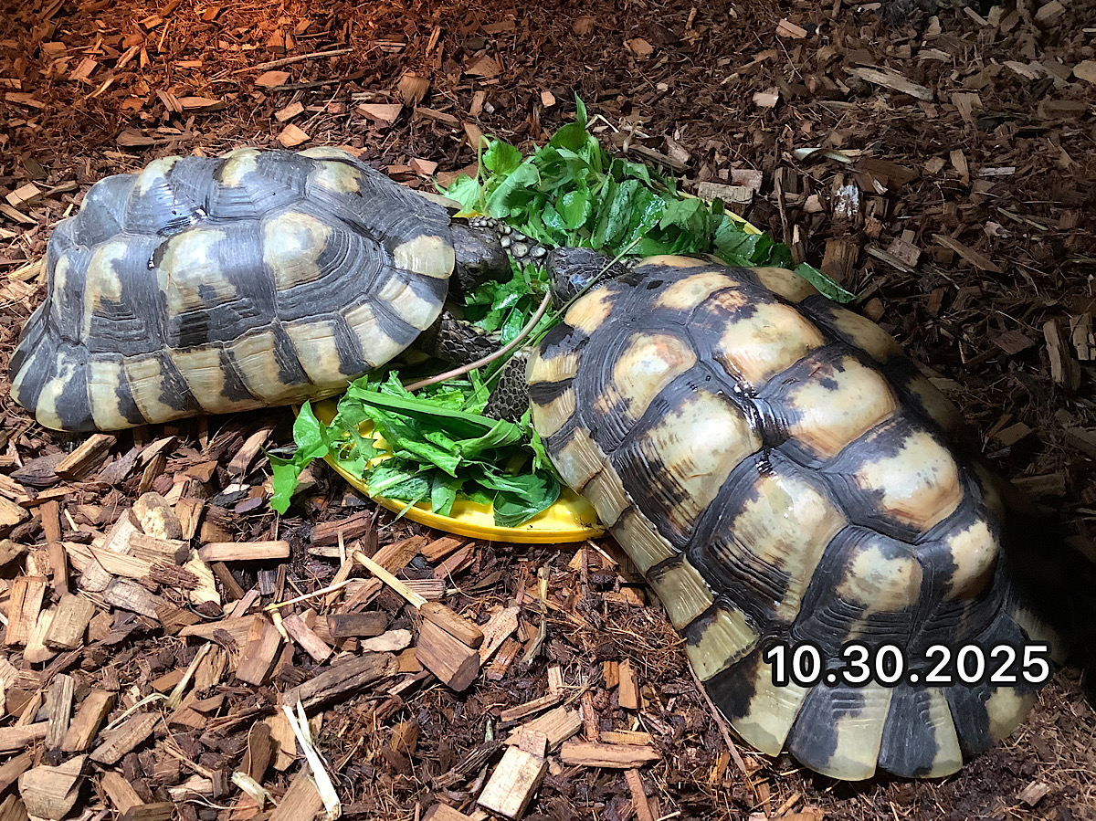 NEW ペロポネソスフチゾリリクガメ ADペア 1995♂1996♀