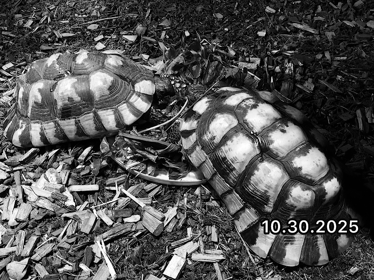 ペロポネソスフチゾリリクガメ ADペア 1995♂1996♀ SOLD OUT