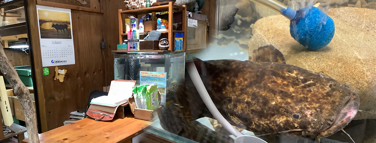 最近のかめぢから。一つの歴史の終わり際にお買い物。