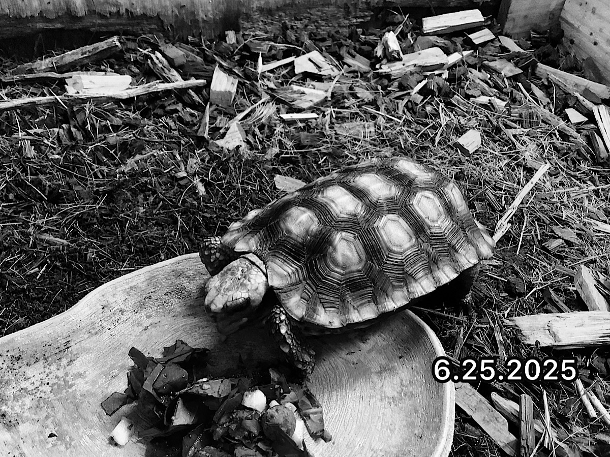 スピークセオレガメEUCB2022 SOLD OUT