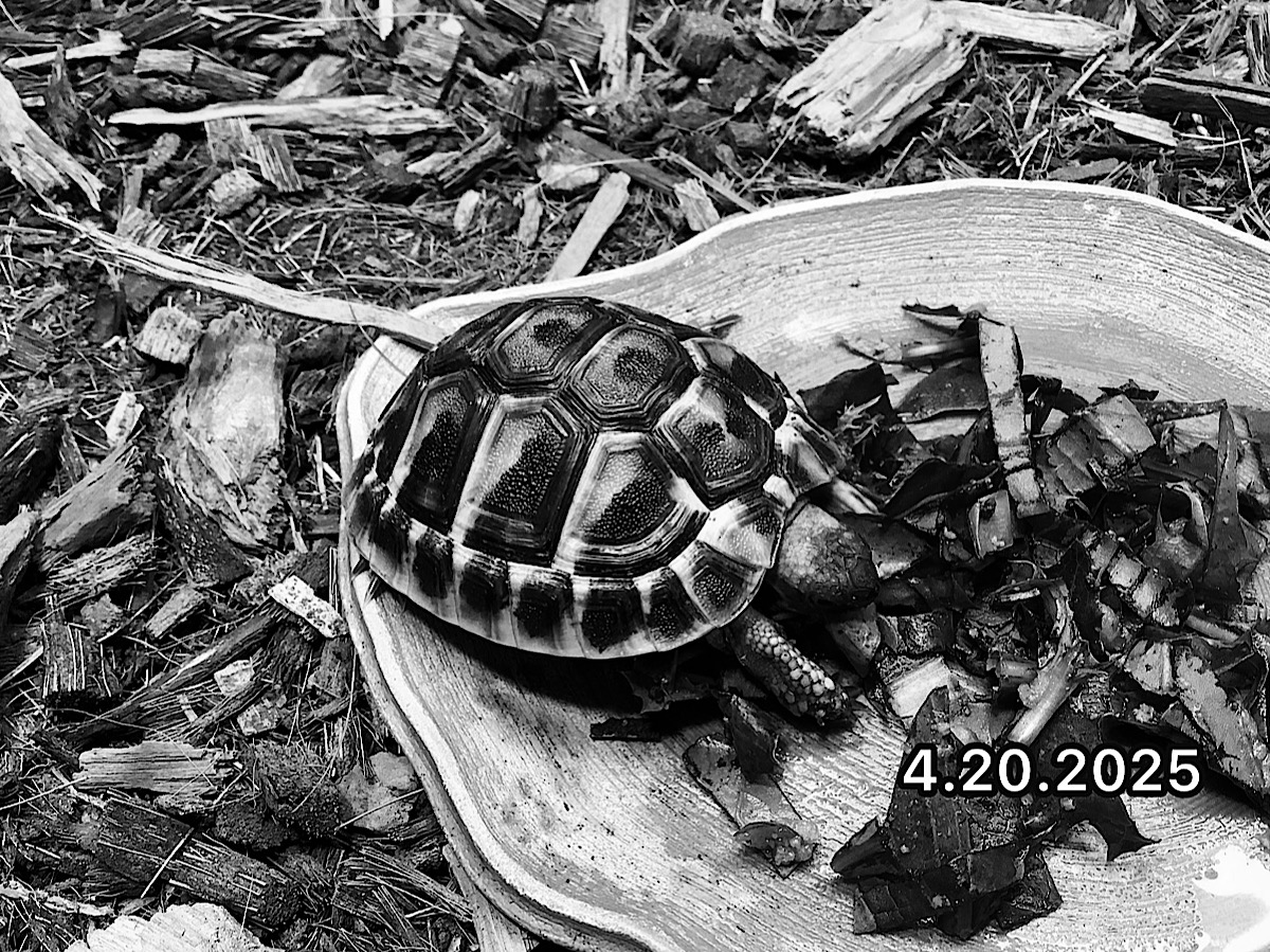 ヒガシヘルマンEUCB2024 スロベニア産 ロガテツ SOLD OUT