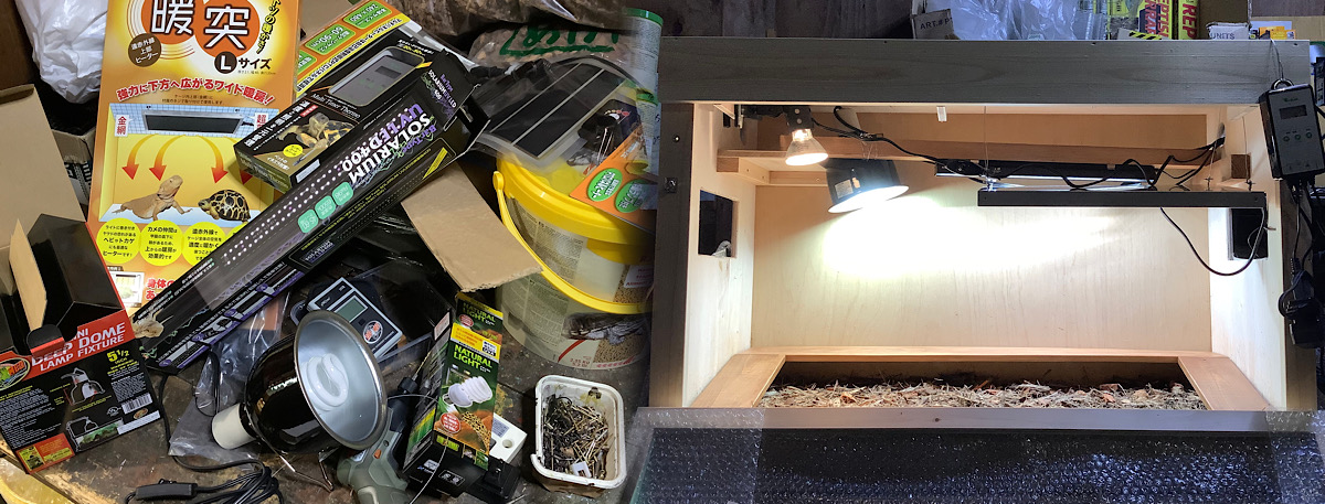 今日のかめぢから、そして2つ目。