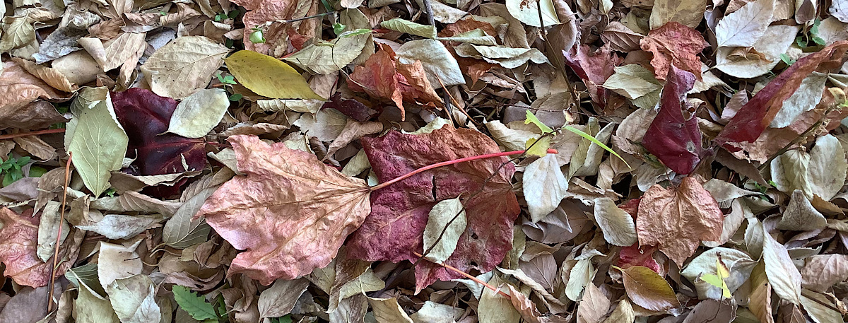 最近のかめぢから。屋外生体冬眠に入ります。