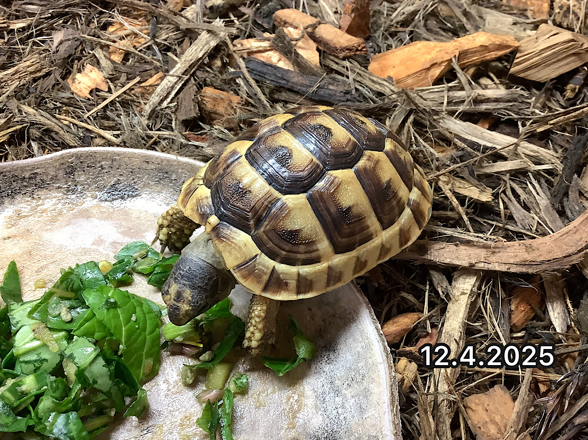 NEW 旧イベラギリシャEUCB2024 ギリシア産 ヴィコス