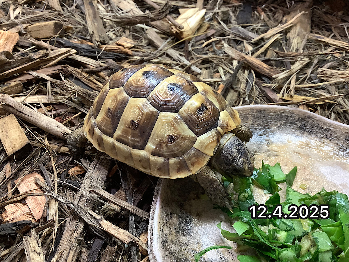 NEW 旧イベラギリシャEUCB2024 ギリシア産 ティムフィ