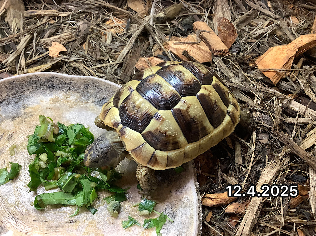 NEW 旧イベラギリシャEUCB2024 ギリシア産 スモリカス