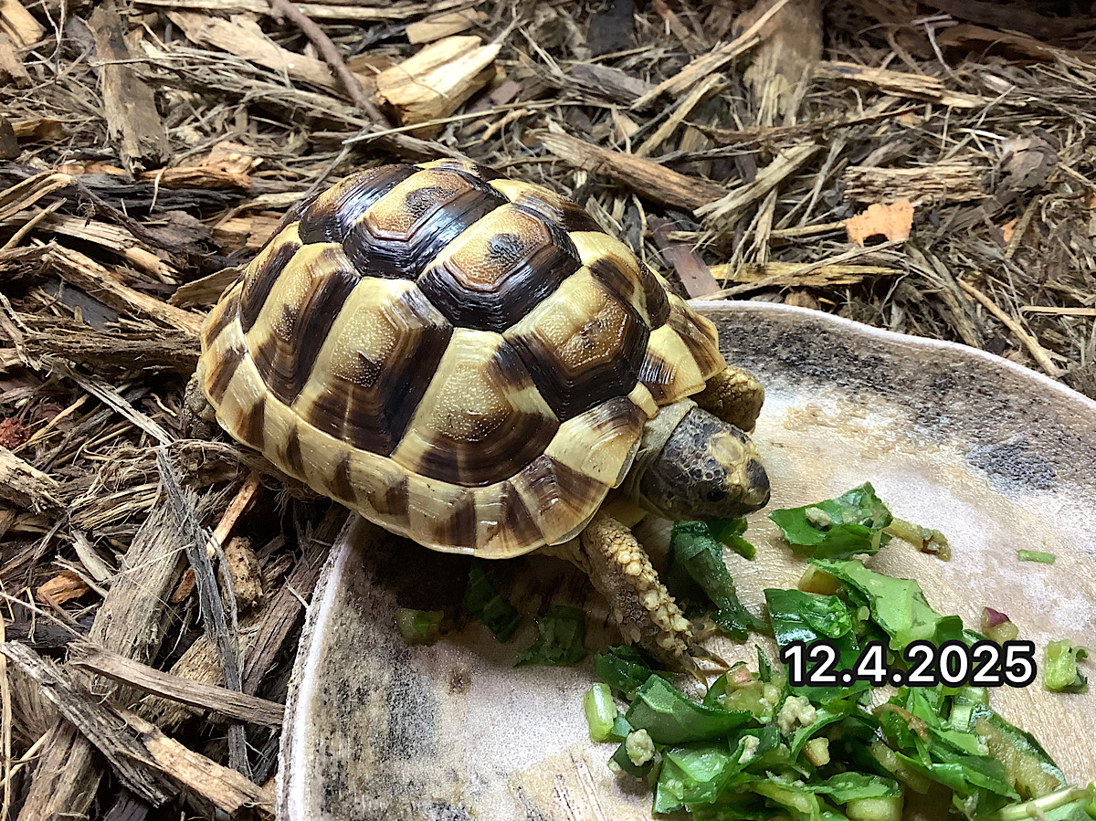 NEW 旧イベラギリシャEUCB2024 ギリシア産 エラティアス