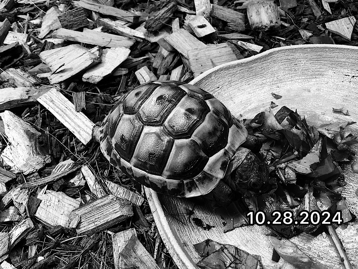 旧イベラギリシャEUCB2023 トルコ西海岸 メネメン SOLD OUT