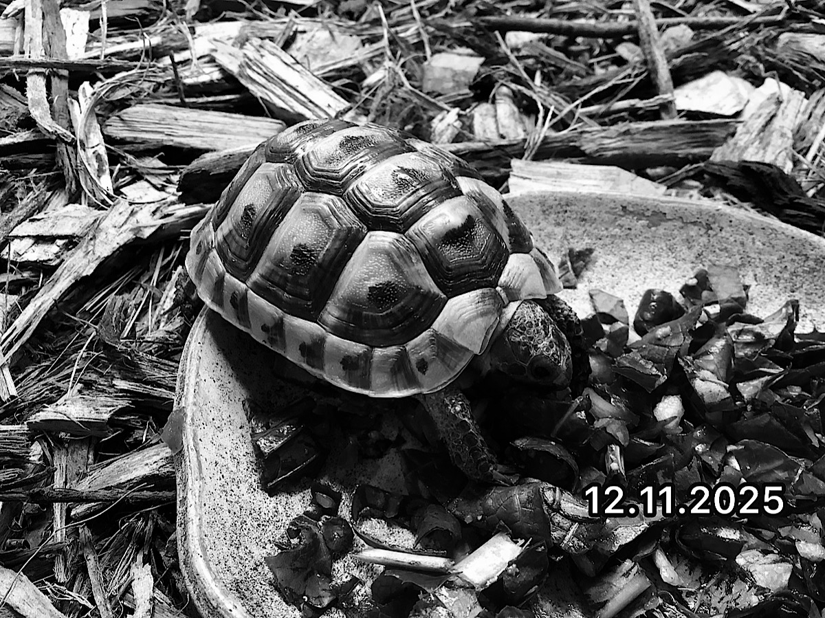 旧イベラギリシャEUCB2024 ギリシア産 テッサリア SOLD OUT