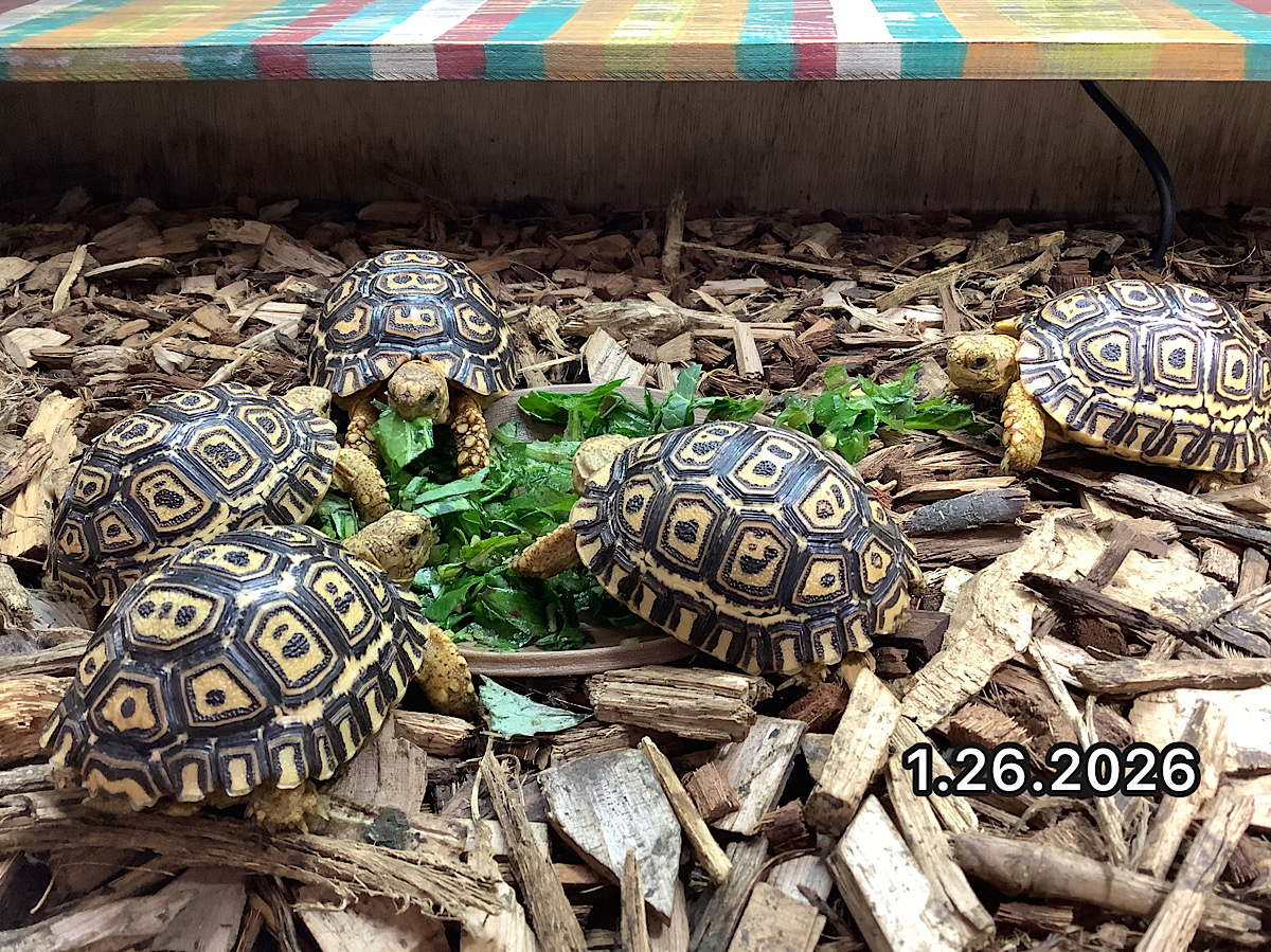 NEW ナミビアヒョウモンガメEUCB2025