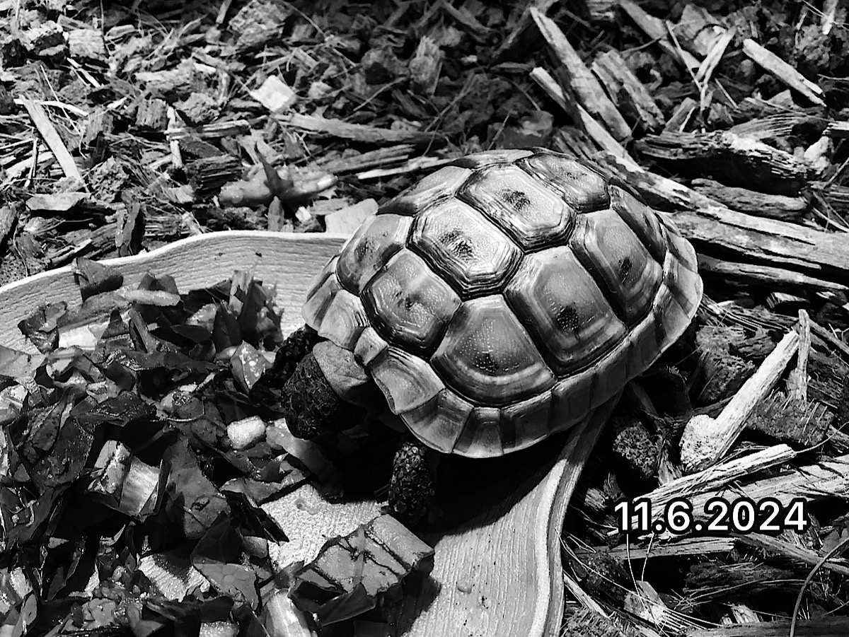 旧イベラギリシャEUCB2022 ブルガリア産 ポポヴォ SOLD OUT