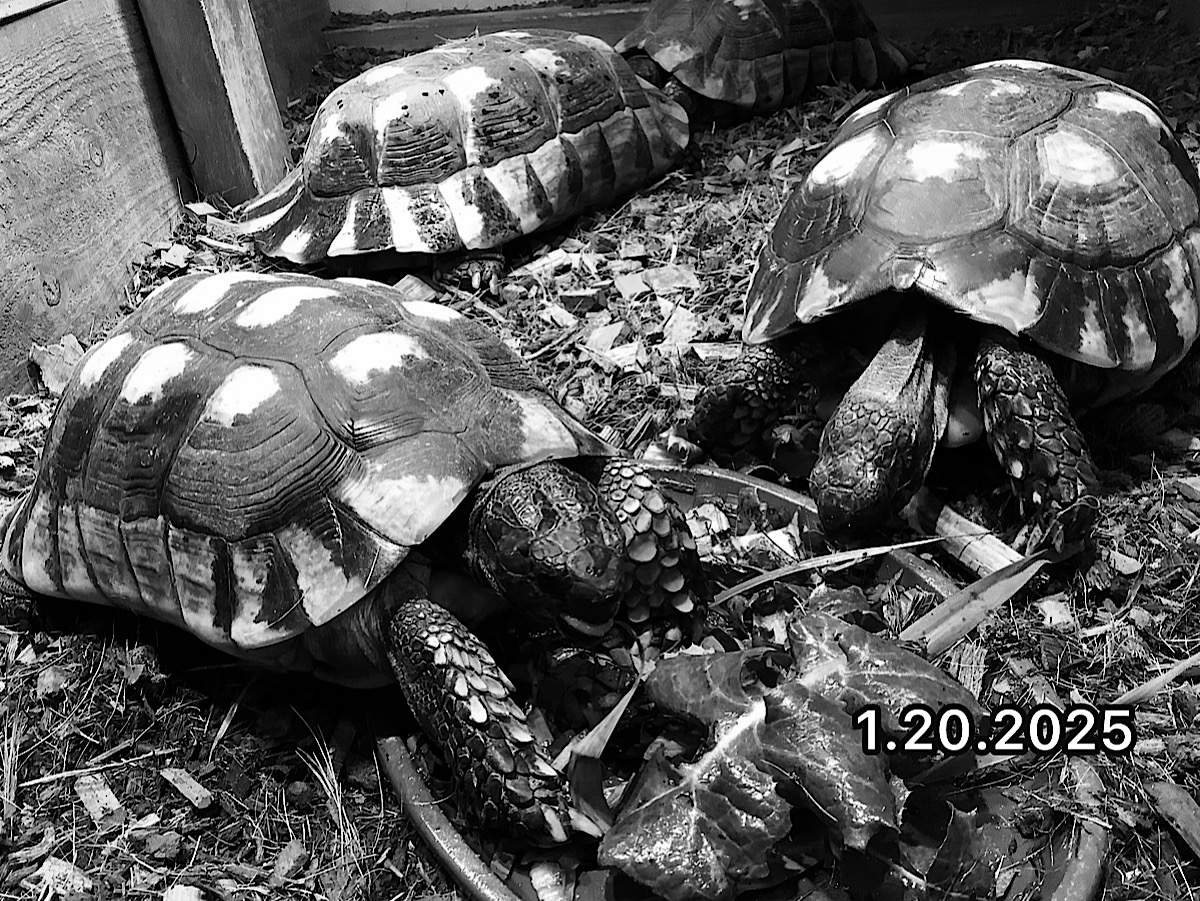 マルギナータリクガメ フルADペア2006♂2008♀ アタナシオス・ディアコス SOLD OUT