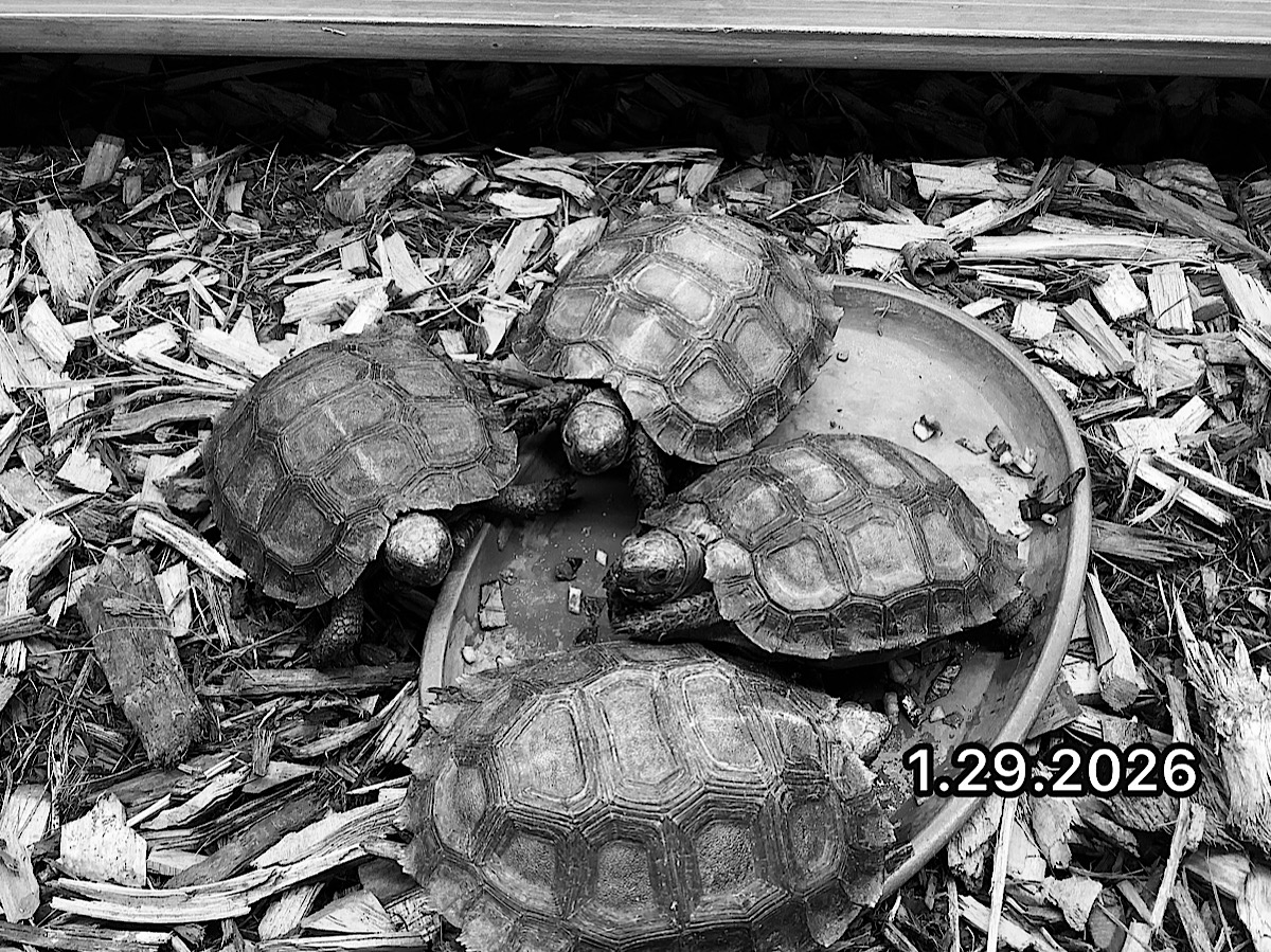 ビルマムツアシガメEUCB2025 SOLD OUT