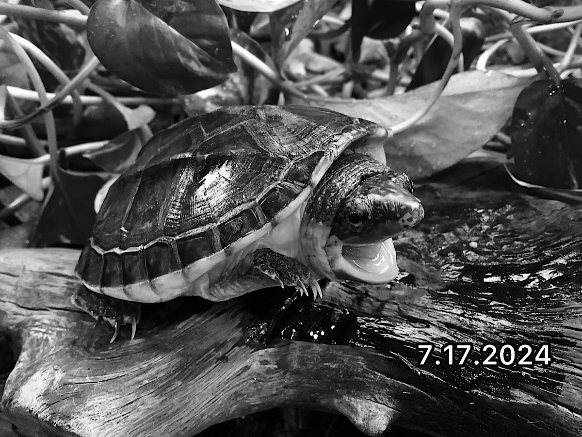 サルヴィンオオニオイガメEUCB2023 ポフコル SOLD OUT