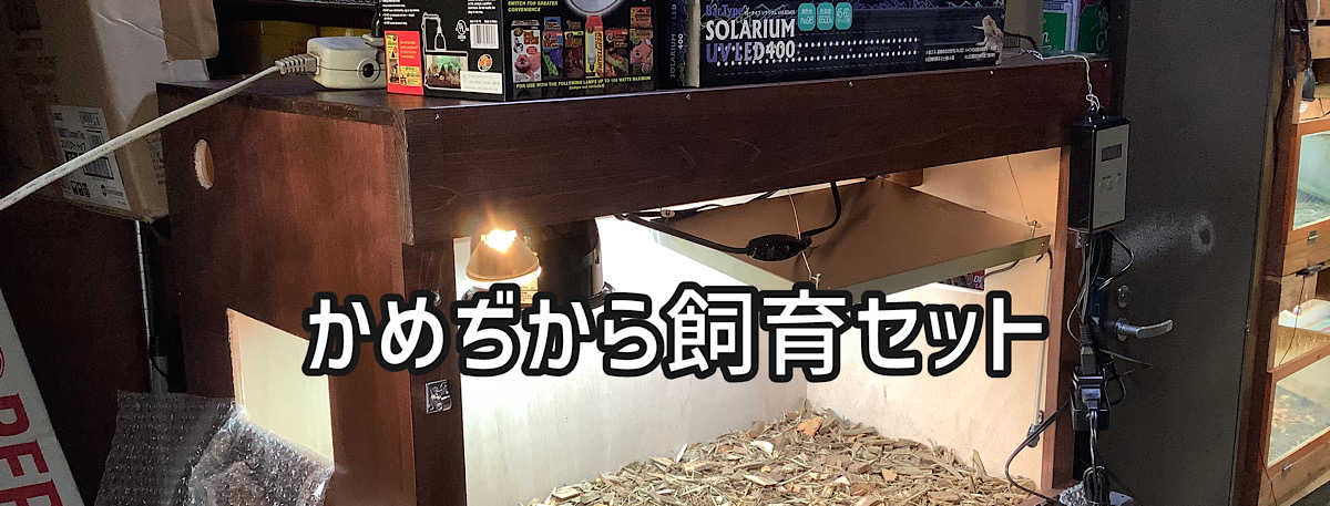 リクガメ飼育1O1(ワンオーワン)