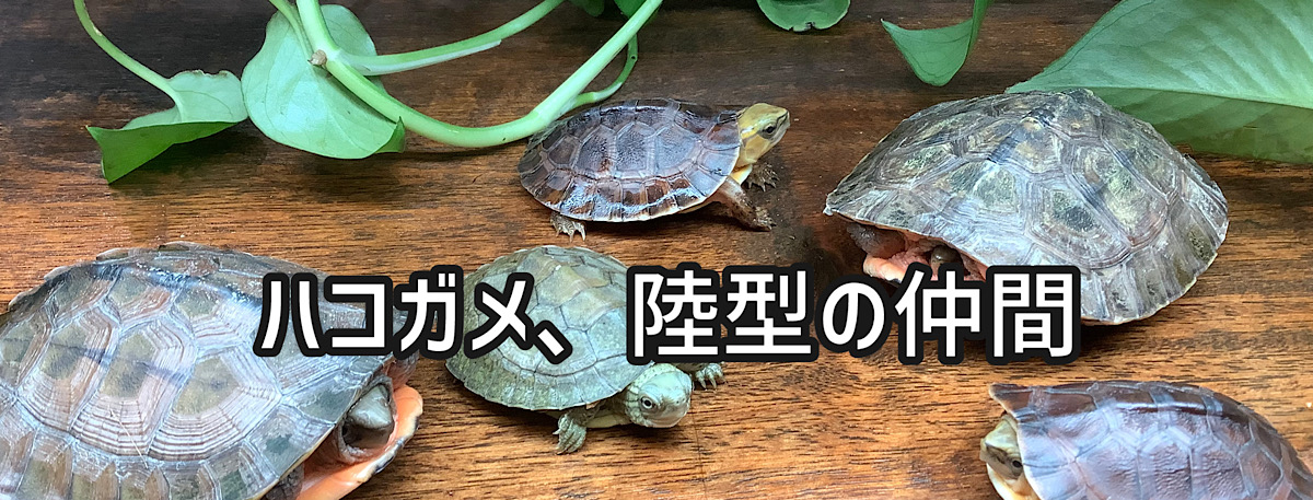 NEW フロリダハコガメEUCB2023