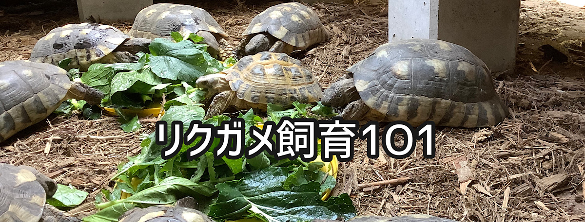 リクガメ飼育1O1(ワンオーワン)