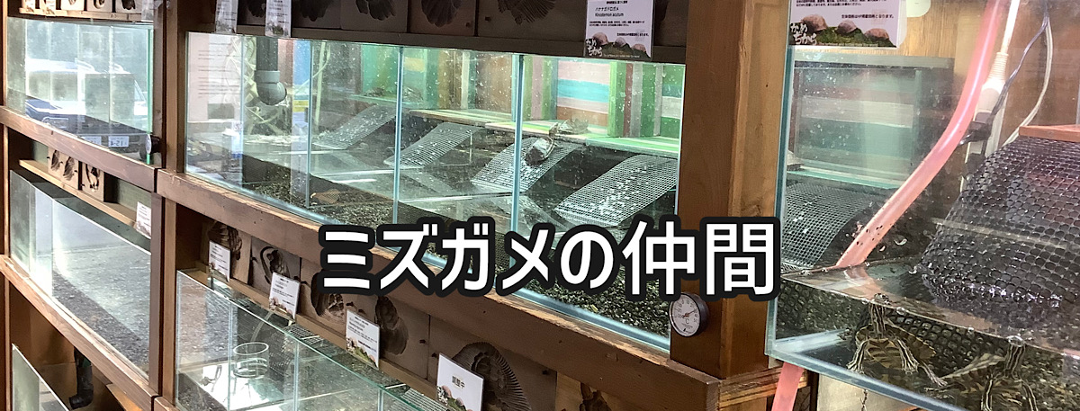 NEW ミスジドロガメEUCB2025